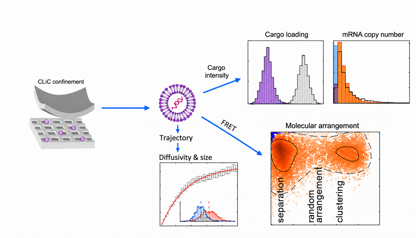 CLiC confinement correlates particle trajectory, diffusivity, size, cargo loading, mRNA copy number, and FRET molecular arrangement.